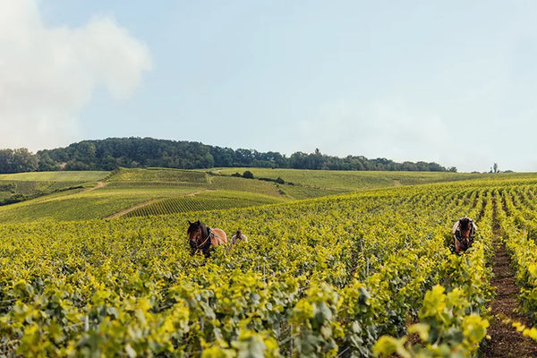 Louis Roederer
