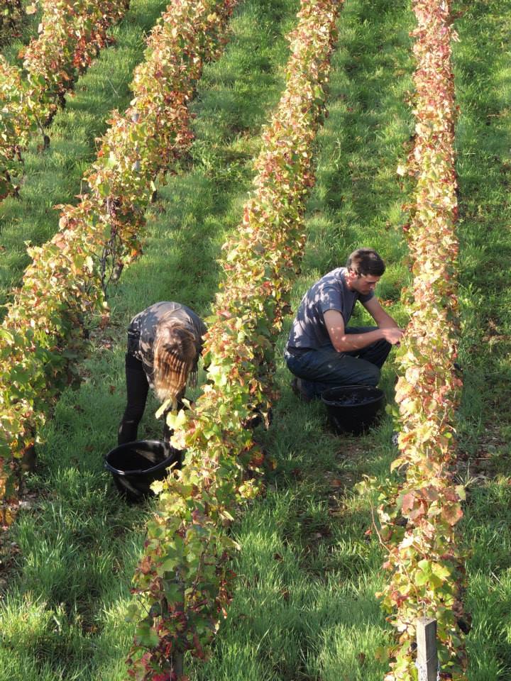 Domaine Chicotot