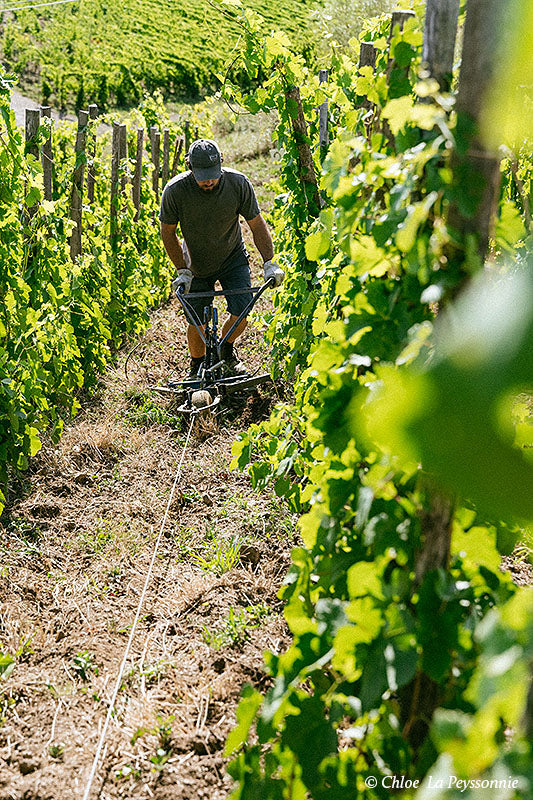 Domaine Alain Voge