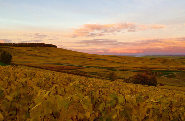 Champagne Larmandier-Bernier