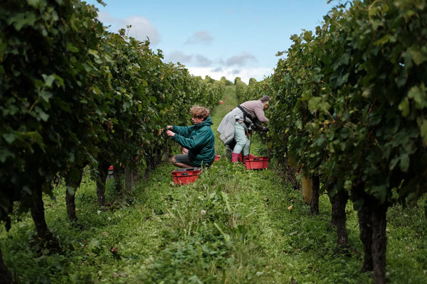 Domaine Breton