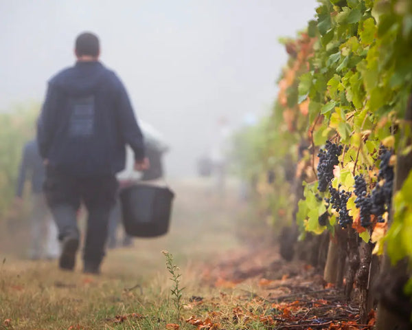 Domaine Yves Cuilleron