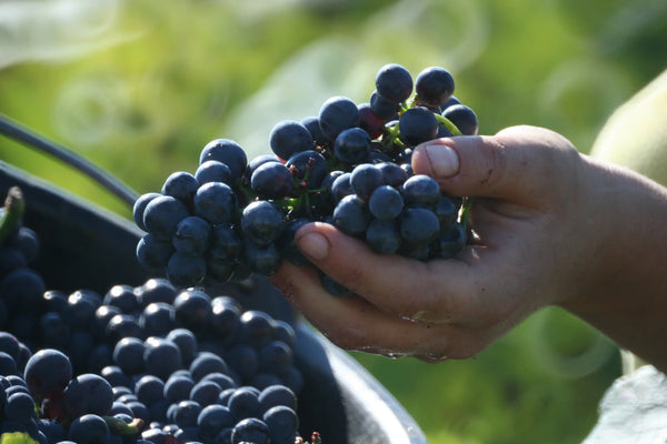 Louis Jadot