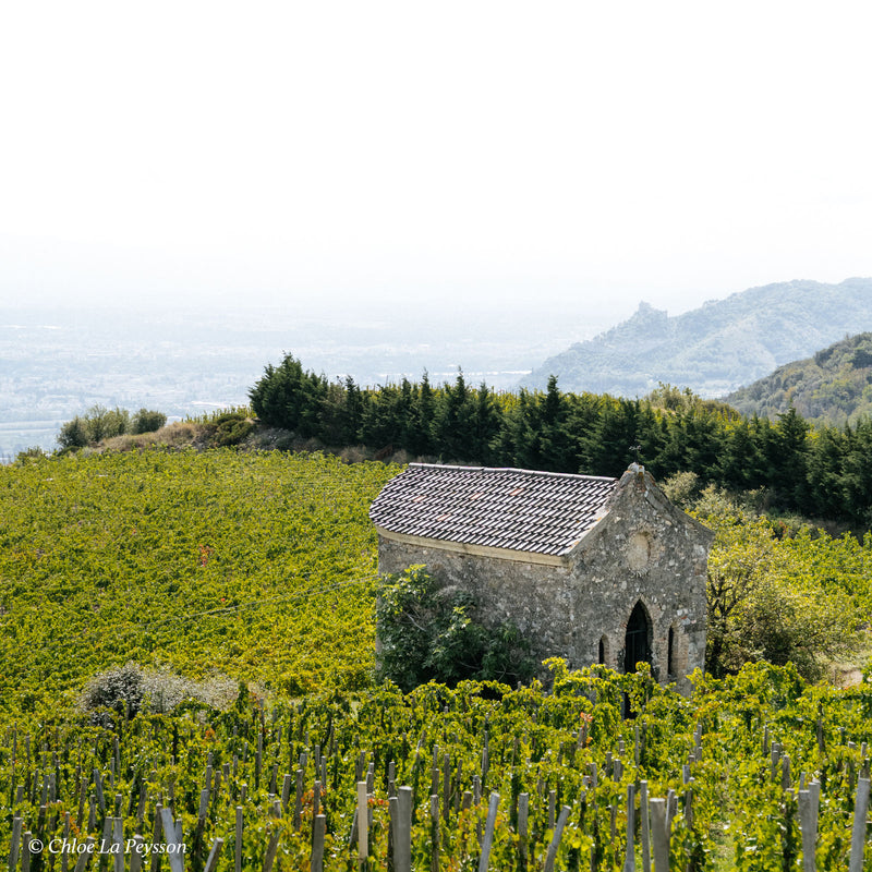 Domaine Alain Voge