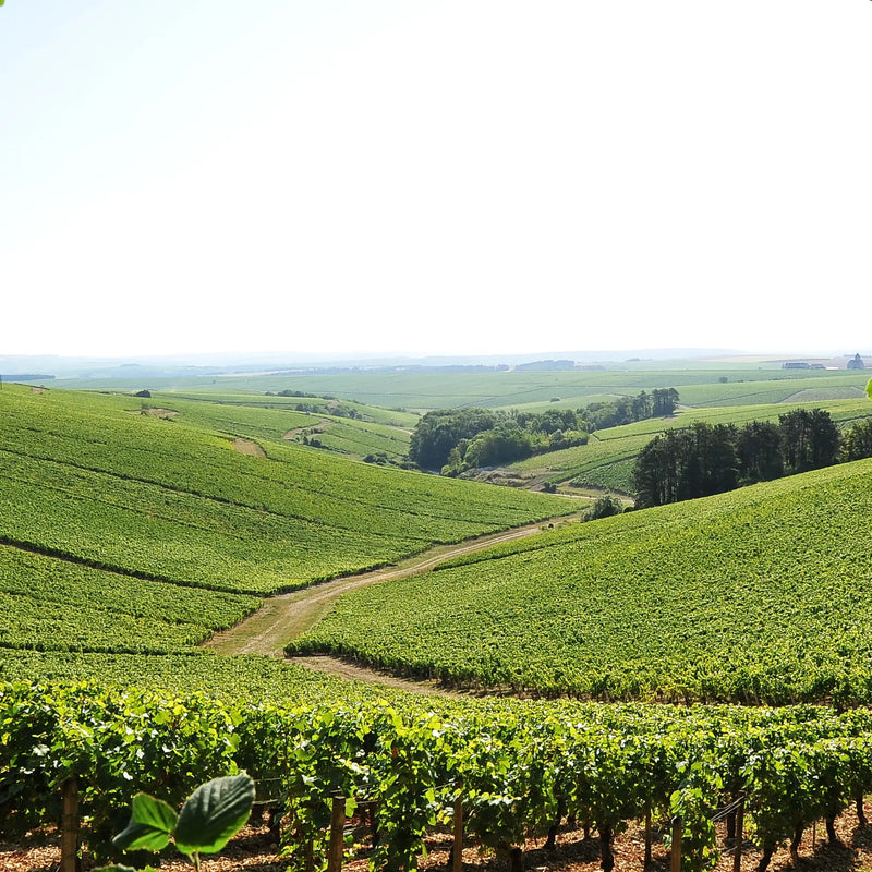 Louis Jadot
