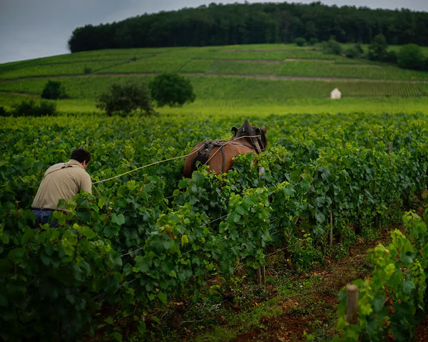 Domaine Chandon de Briailles