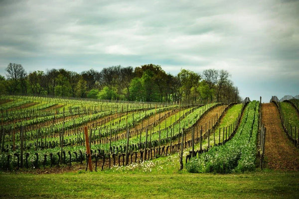 Chateau Couronneau