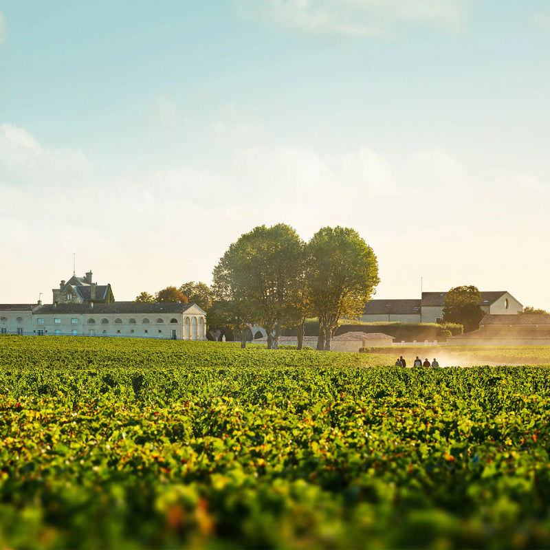 Chateau Mouton Rothschild