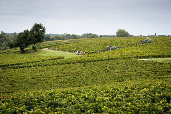 Chateau Cos d'Estournel