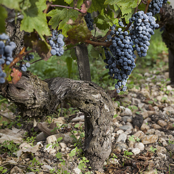 Chateau Cos d'Estournel