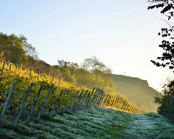Domaine Belargus