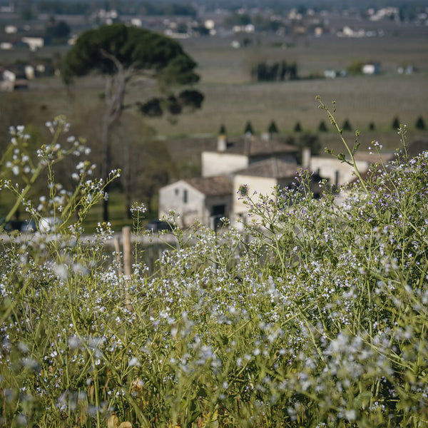 Chateau Larcis-Ducasse