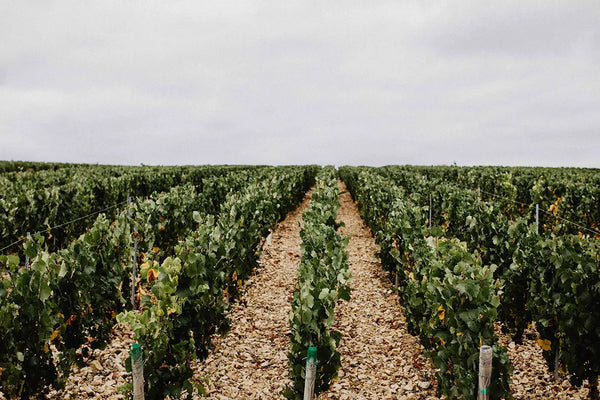 Domaine Lavantureux