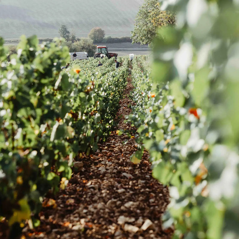 Domaine Lavantureux