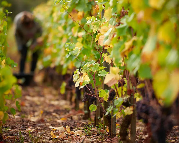 Domaine Chantal Lescure
