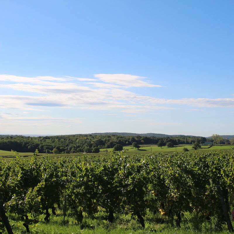 Domaine de la Bongran