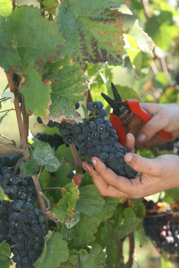 Louis Jadot