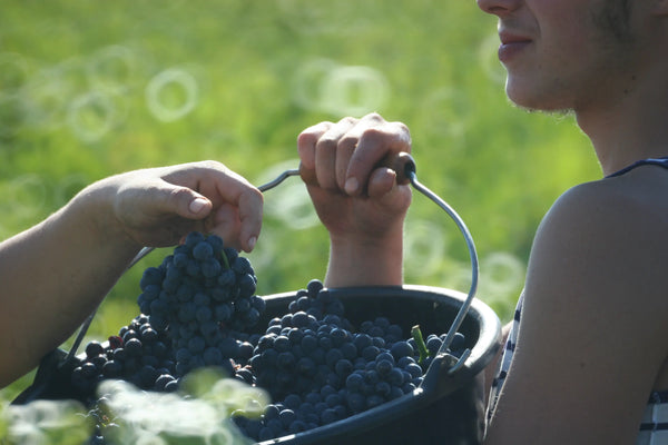 Louis Jadot