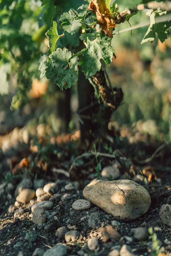 Chateau Latour