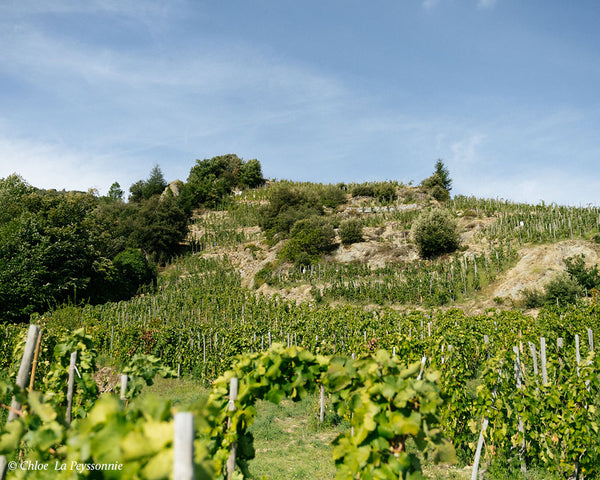 Domaine Alain Voge