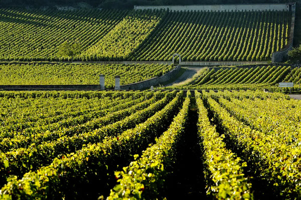 Domaine Leflaive