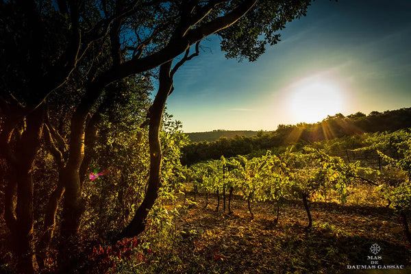 Mas de Daumas Gassac