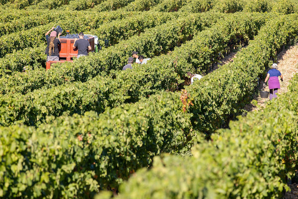 Domaine Combier