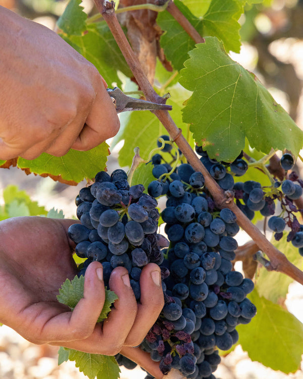Domaine Combier