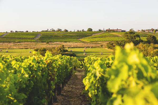 Chateau Ormes de Pez