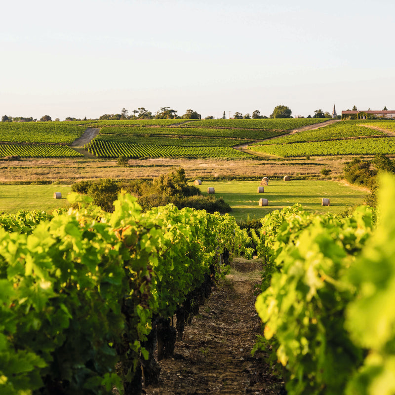 Chateau Ormes de Pez