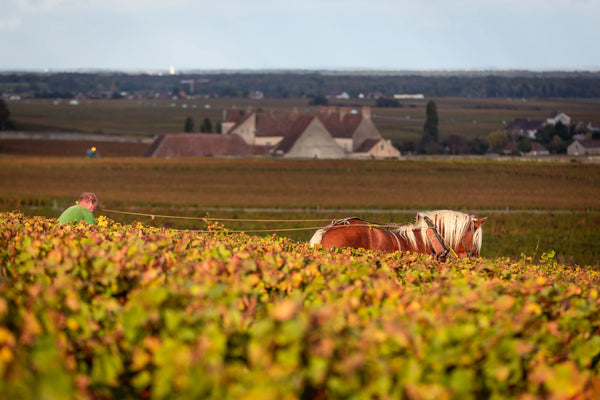 Domaine Jean Grivot