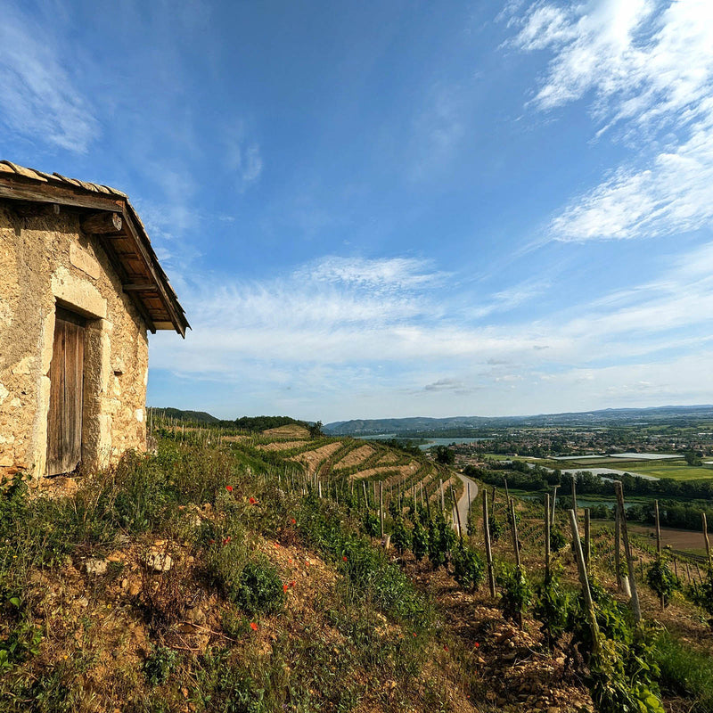 Domaine Courbis