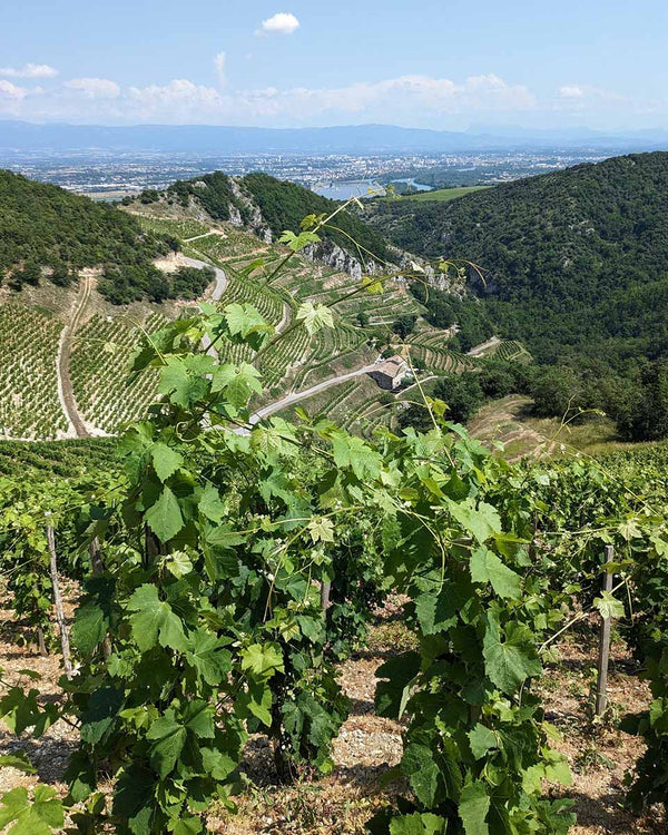Domaine Courbis