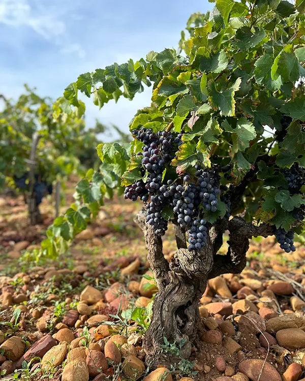 Domaine Bosquet des Papes