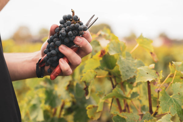 Chateau Lafite Rothschild