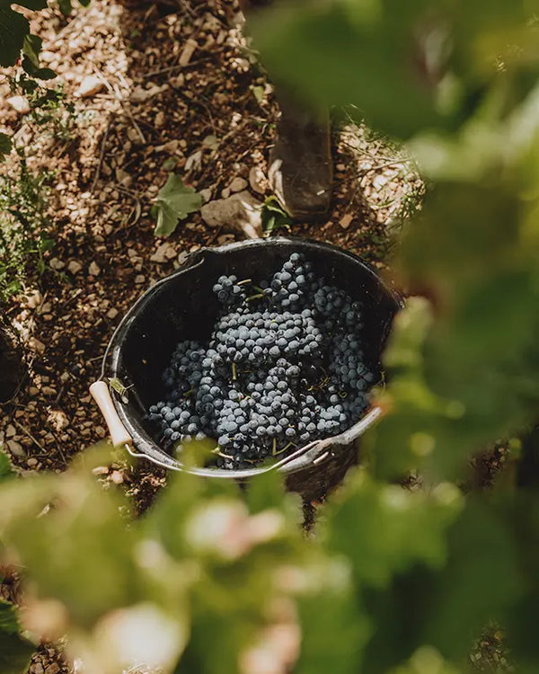 Domaine Chantal Lescure