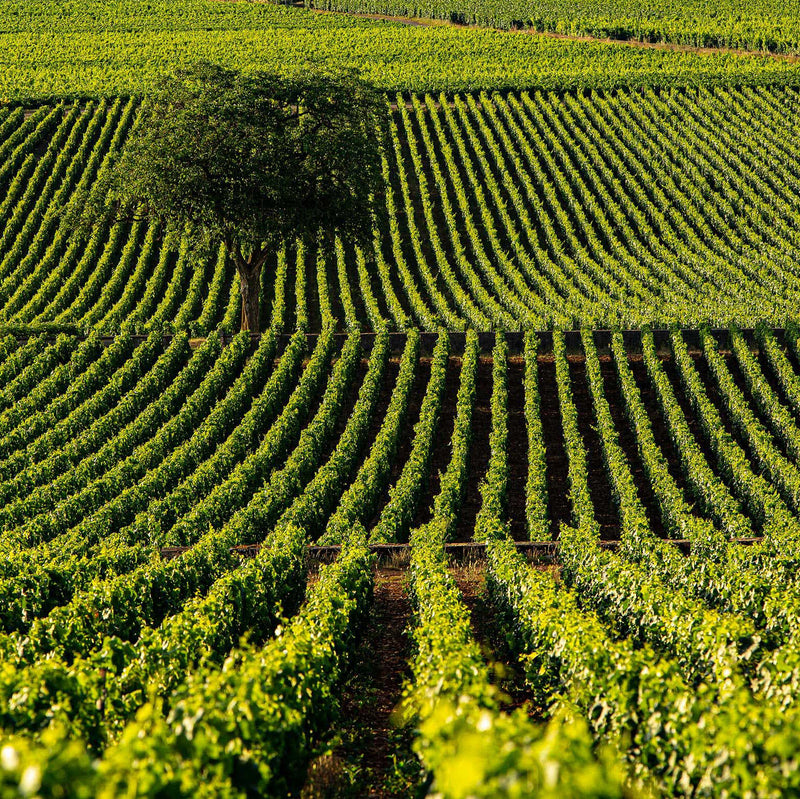 Domaine Leflaive