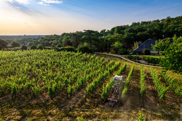 Domaine des Roches Neuves