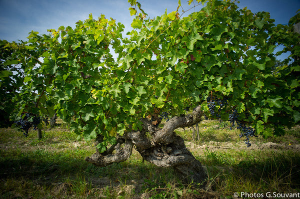 Domaine des Roches Neuves