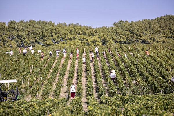 Chateau Haut-Bailly