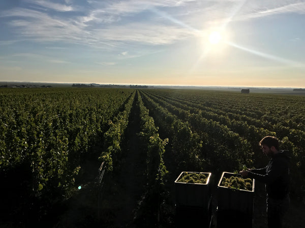 Champagne Larmandier-Bernier