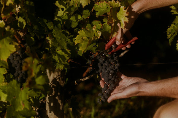 Chateau Haut-Brion