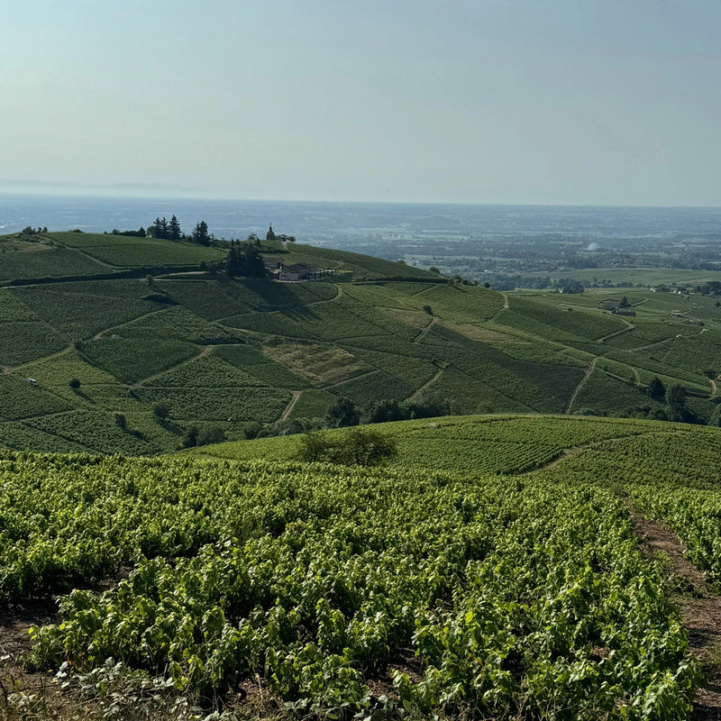 Domaine Lafarge Vial