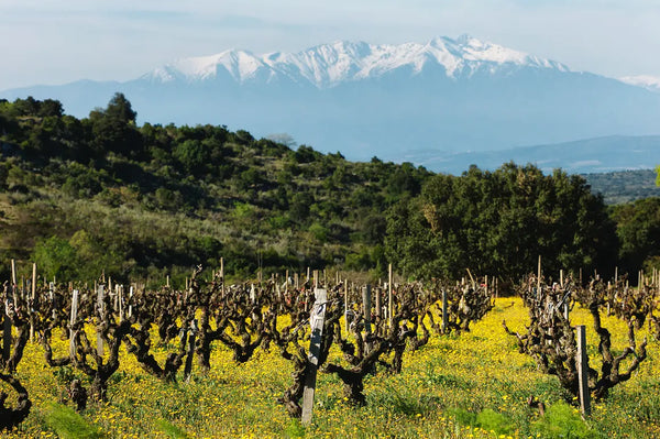 Le Clos des Fees