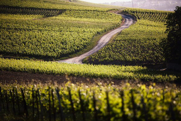 Champagne Taittinger