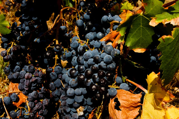 Domaine de Cristia