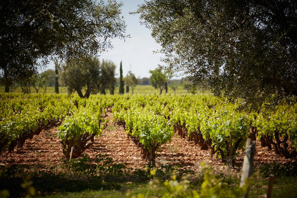 Chateau de Beaucastel