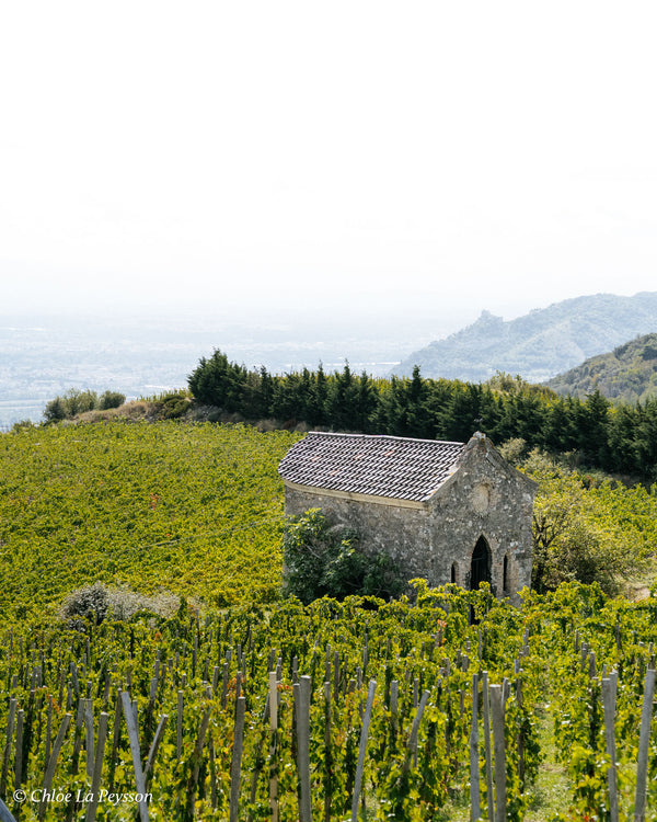 Domaine Alain Voge