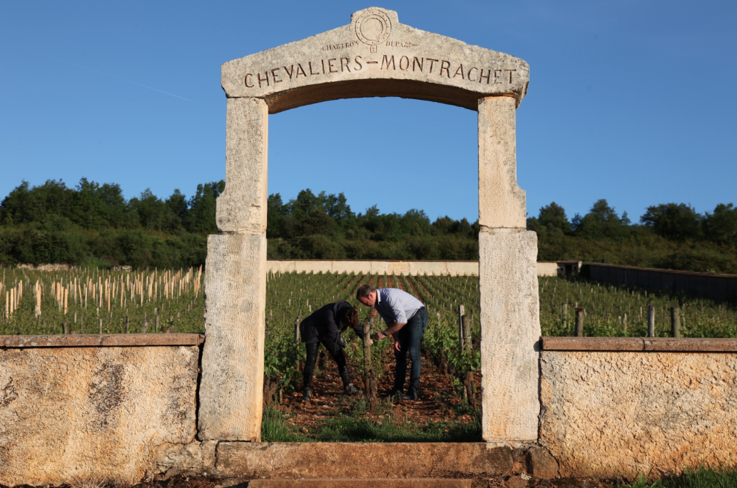 Slection bourgogne blanc